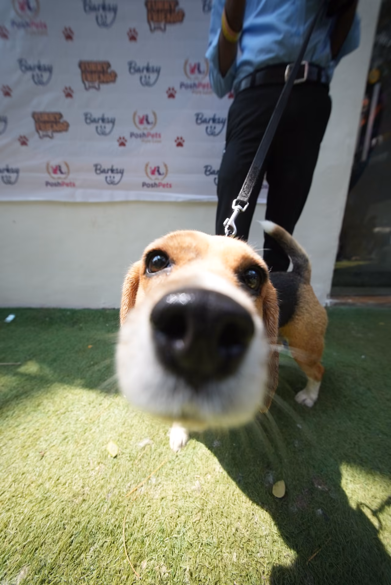 Splash & Sniff Photo 3