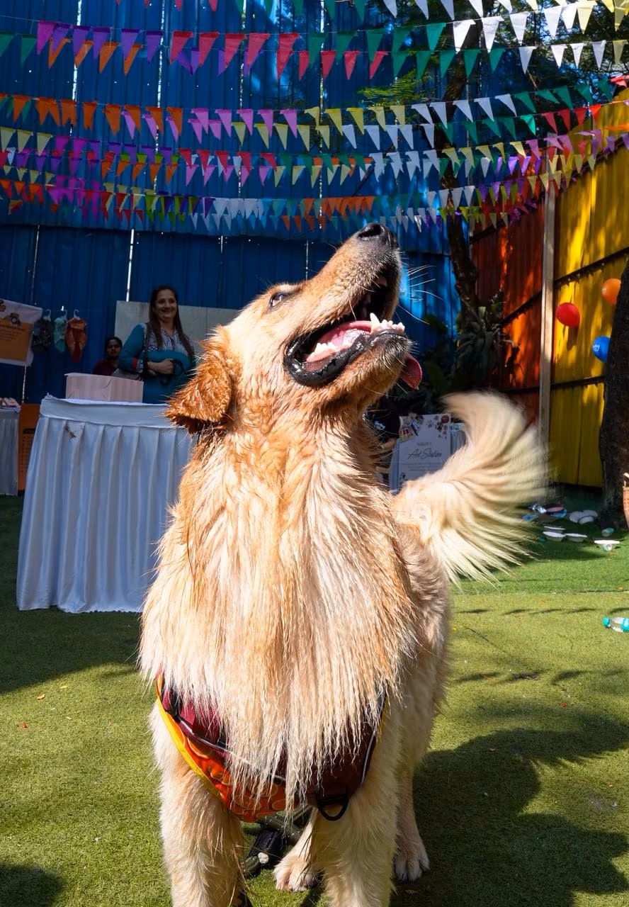 Splash & Sniff Photo 11