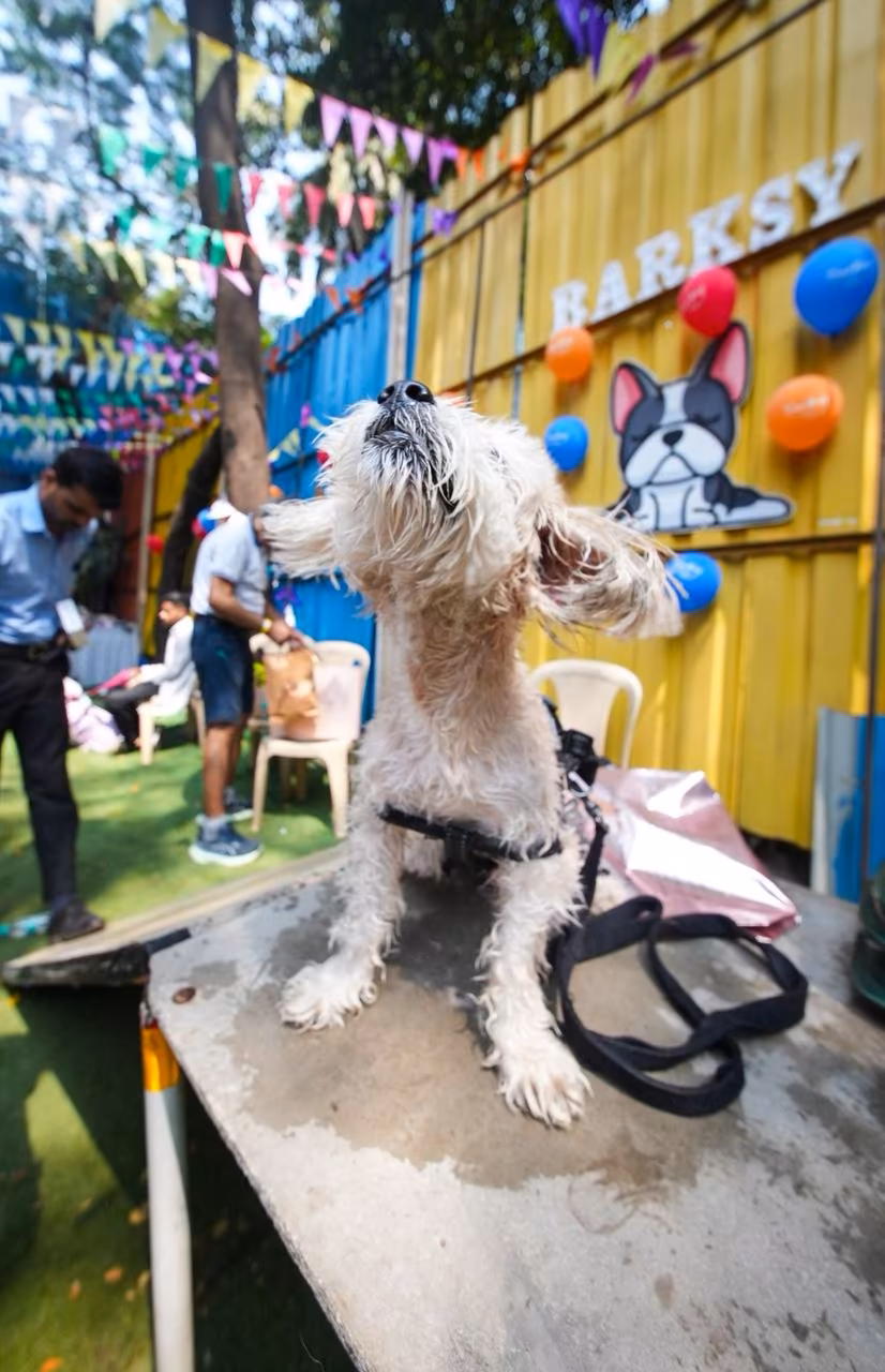 Splash & Sniff Photo 13
