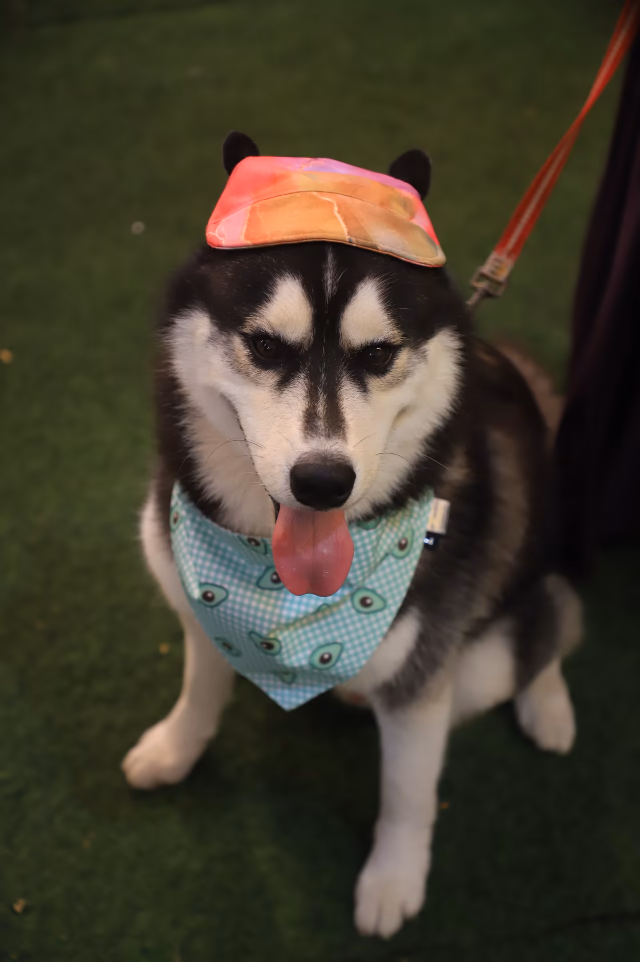 The Big Doggy Wedding Photo 10