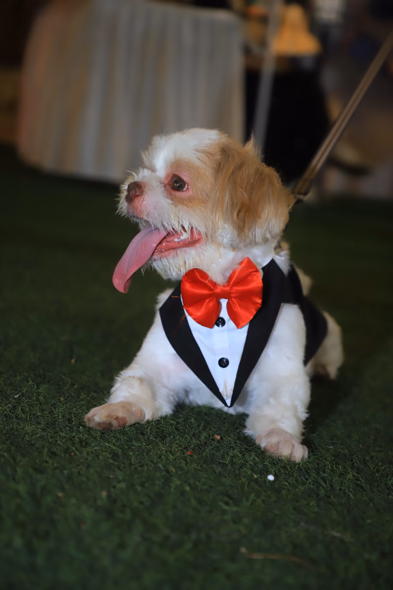 The Big Doggy Wedding Photo 15